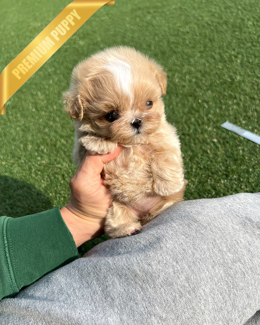 LYRA - FEMALE (RESERVED by MARCOS) - ROLLYPUPS OFFICIAL