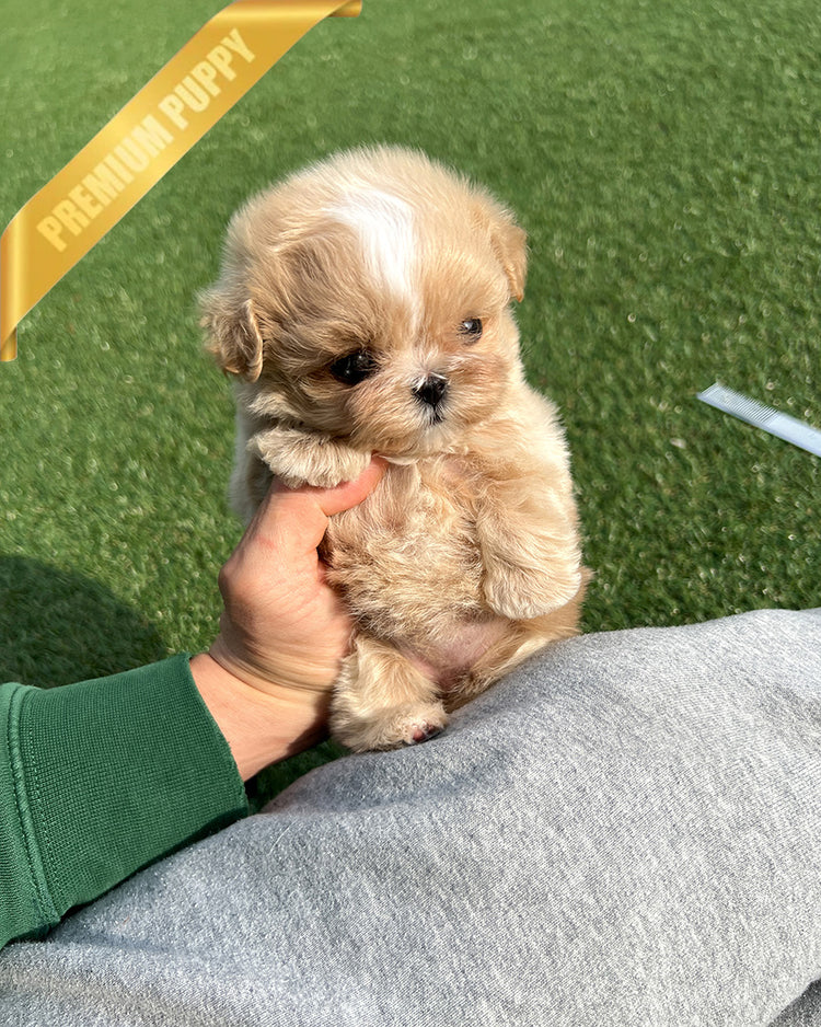 LYRA - FEMALE (RESERVED by MARCOS) - ROLLYPUPS OFFICIAL