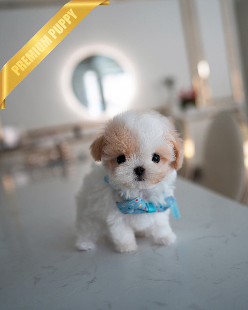 BAGEL - MALE (PURCHASED by ANDREA) - ROLLY TEACUP PUPPIES - TEACUP PUPPY FOR SALE