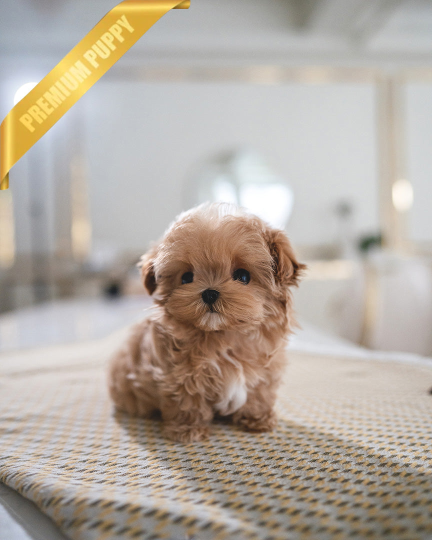 ESME - FEMALE (PURCHASED by LEE) - ROLLY TEACUP PUPPIES - TEACUP PUPPY FOR SALE