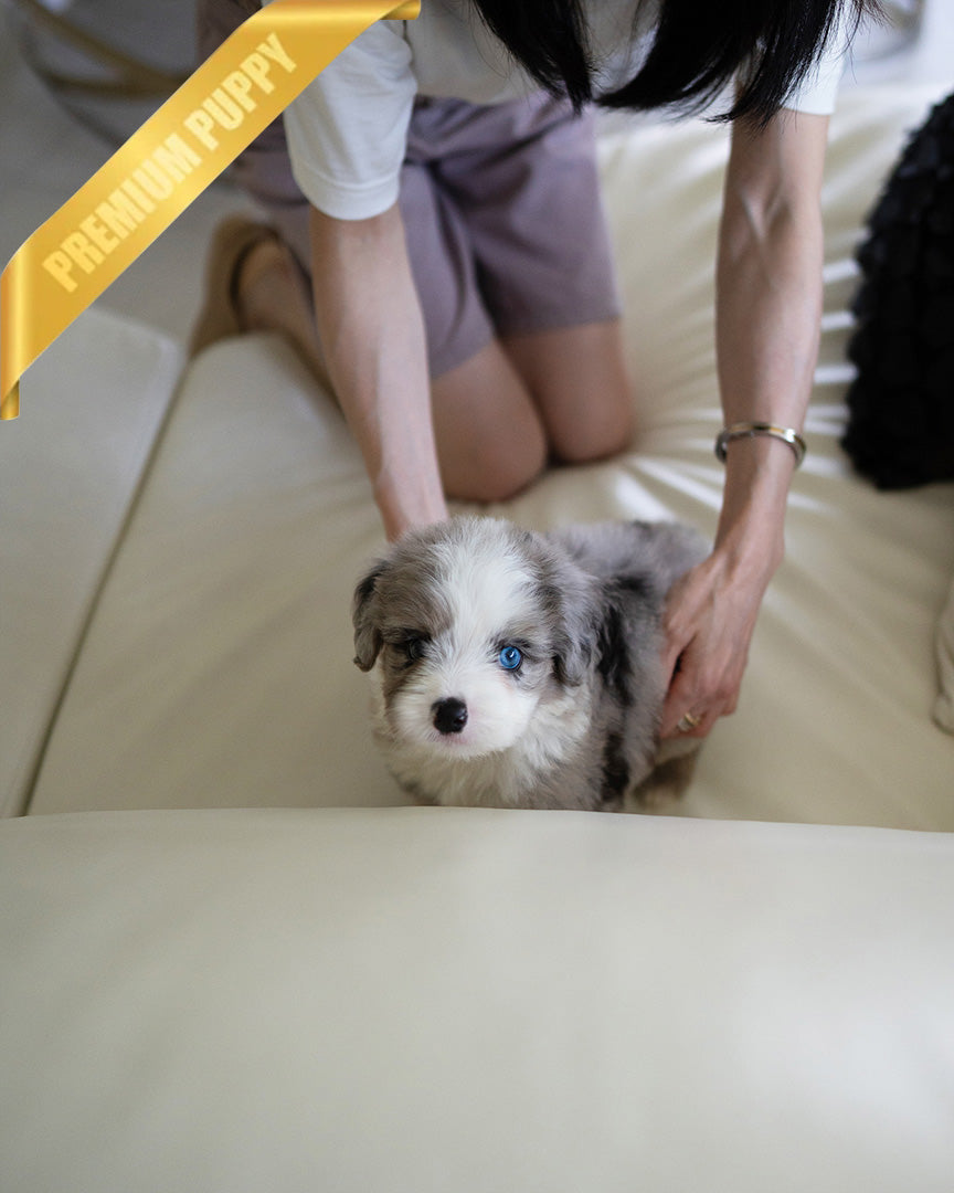 CHASE - MALE (PURCHASED by JAY) - ROLLY TEACUP PUPPIES - TEACUP PUPPY FOR SALE