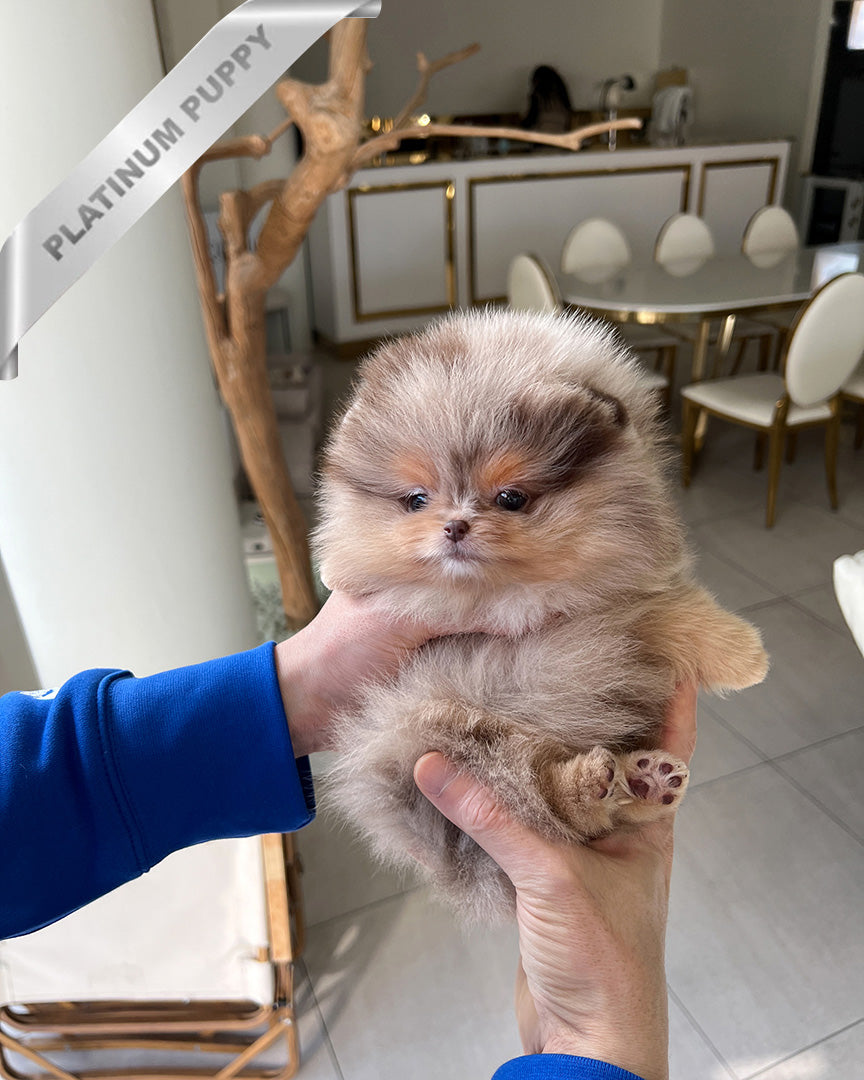 DIANA - FEMALE (PURCHASED by FERNANDO) - ROLLY TEACUP PUPPIES - TEACUP PUPPY FOR SALE