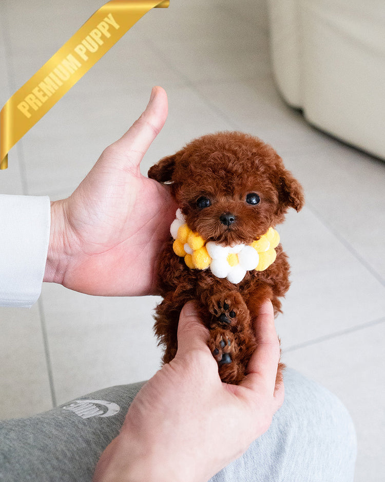 JESSICA - FEMALE (PURCHASED by DANIEL) - ROLLY TEACUP PUPPIES - TEACUP PUPPY FOR SALE