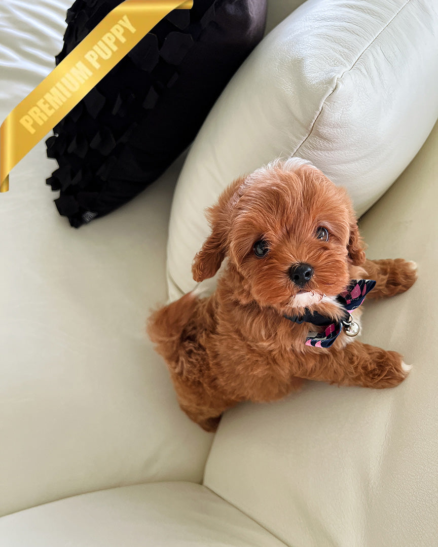 ROSIE - FEMALE - ROLLY TEACUP PUPPIES - TEACUP PUPPY FOR SALE