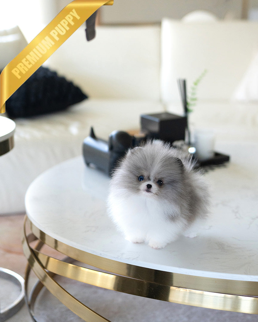 ASPEN - MALE (PURCHASED by YELLI) - ROLLY TEACUP PUPPIES - TEACUP PUPPY FOR SALE