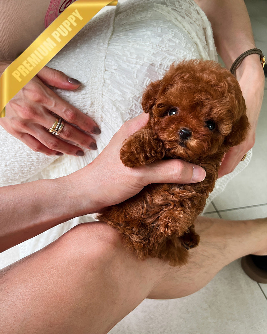 AMELIA - FEMALE (PURCHASED by MARIANA) - ROLLY TEACUP PUPPIES - TEACUP PUPPY FOR SALE