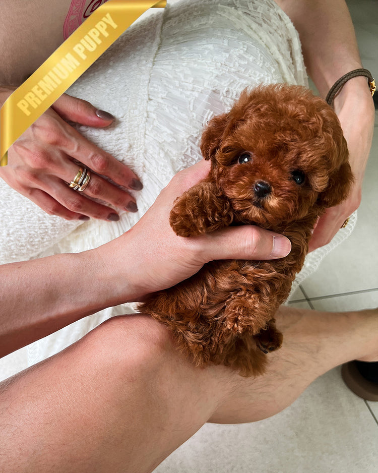 AMELIA - FEMALE (PURCHASED by MARIANA) - ROLLY TEACUP PUPPIES - TEACUP PUPPY FOR SALE