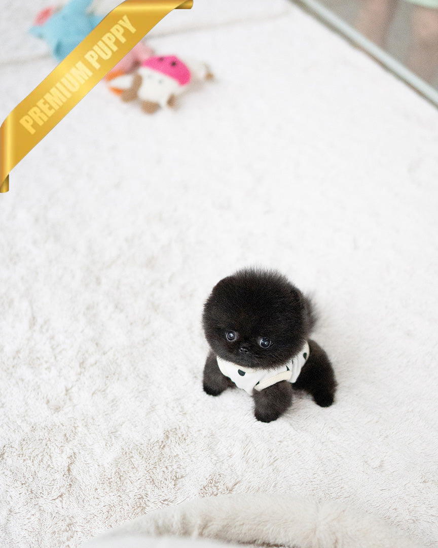 NOIR - MALE - ROLLY TEACUP PUPPIES - TEACUP PUPPY FOR SALE