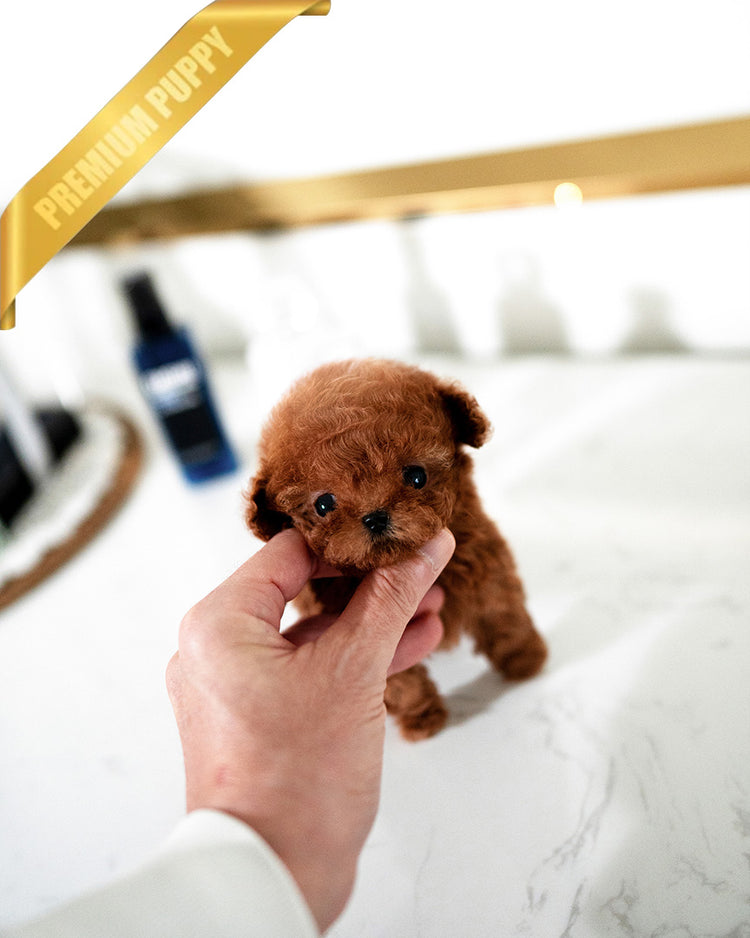 TIPPY - FEMALE (PURCHASED by VIKTOR) - ROLLY TEACUP PUPPIES -