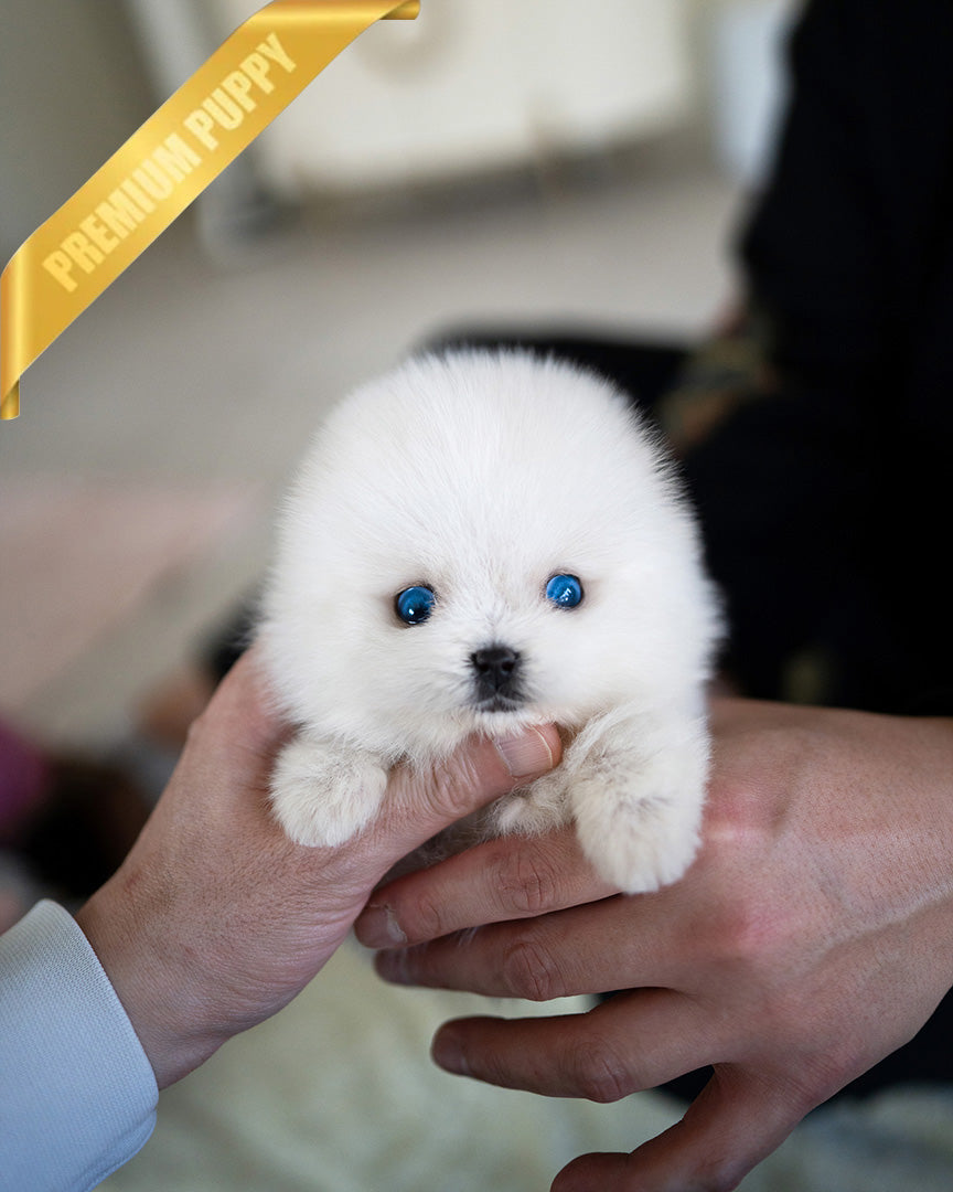 REX - MALE (PURCHASED by KIMBERLY) - ROLLY TEACUP PUPPIES - TEACUP PUPPY FOR SALE