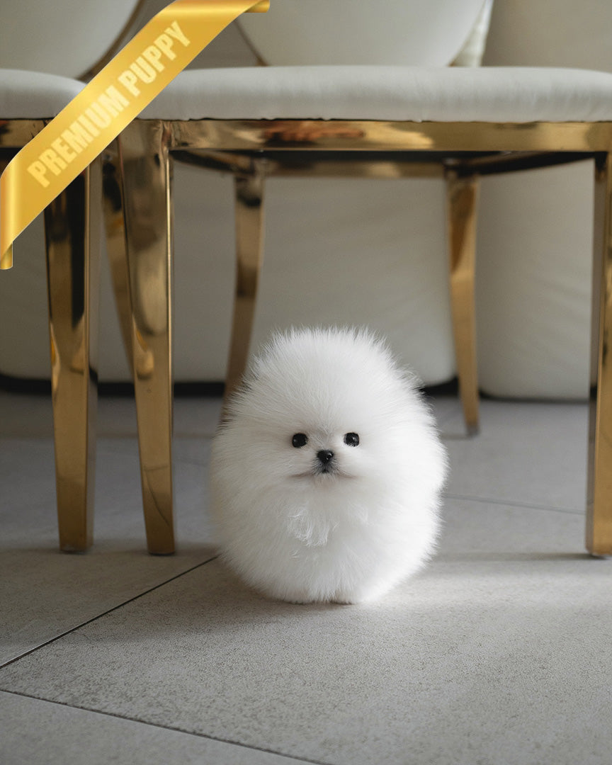 GLACIER - MALE (PURCHASED by MARIANO) - ROLLY TEACUP PUPPIES - TEACUP PUPPY FOR SALE