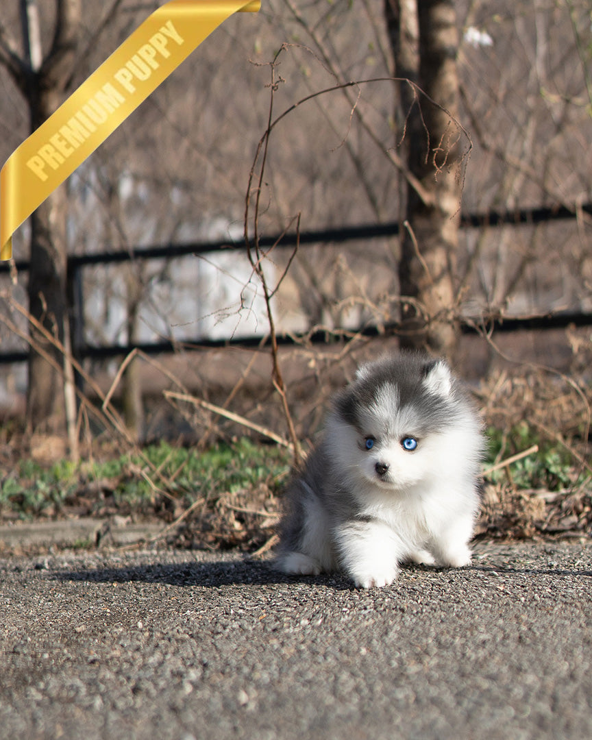LUNA - FEMALE - ROLLY TEACUP PUPPIES - TEACUP PUPPY FOR SALE