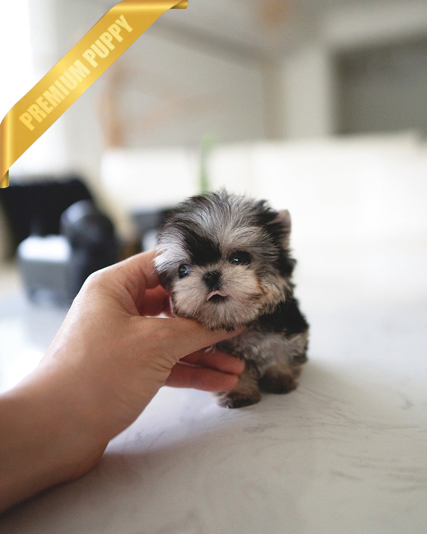 LUNA - FEMALE (PURCHASED by ESTHER) - ROLLY TEACUP PUPPIES - TEACUP PUPPY FOR SALE