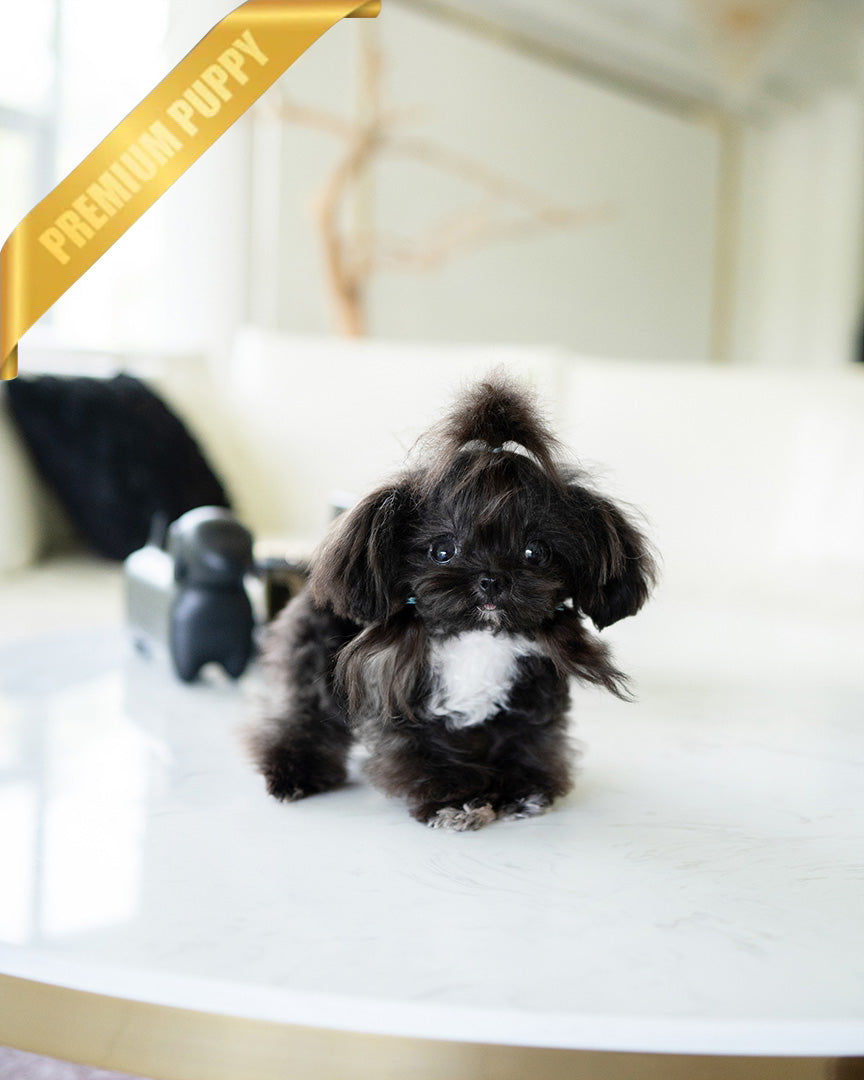 PIPPA - FEMALE (PURCHASED by JANE) - ROLLY TEACUP PUPPIES - TEACUP PUPPY FOR SALE