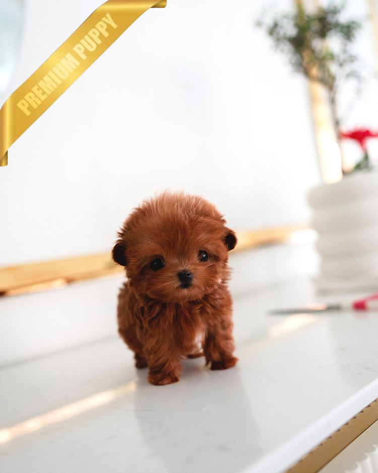 BOOMER - MALE (PURCHASED by SAMIRA) - ROLLY TEACUP PUPPIES - TEACUP PUPPY FOR SALE
