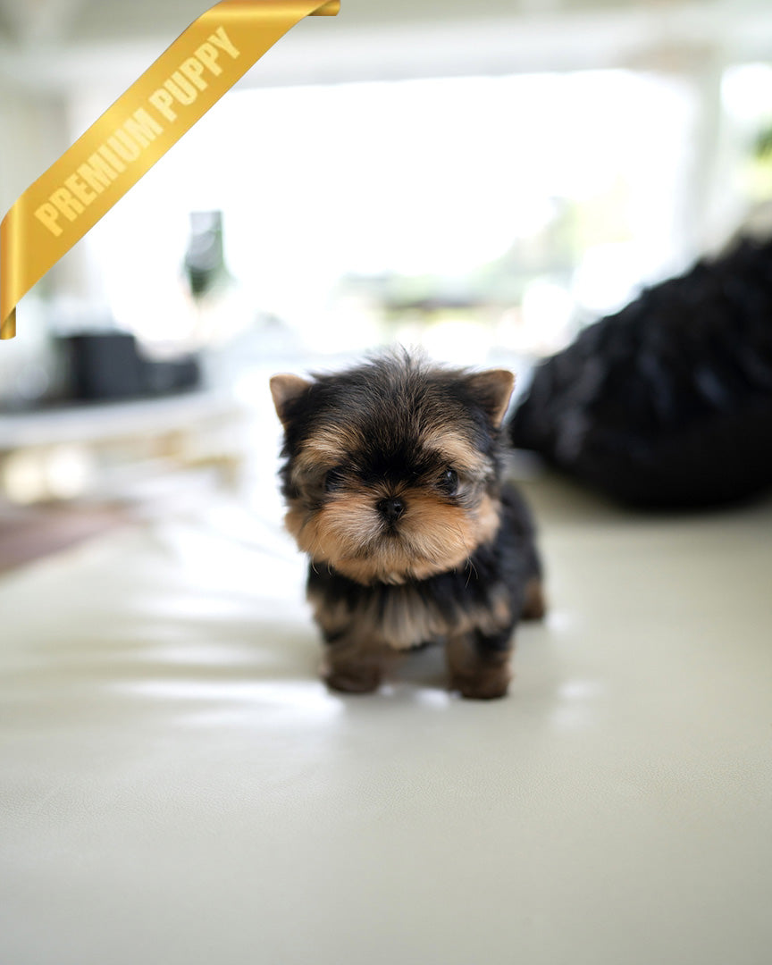 MAGGIE - FEMALE (PURCHASED by KAAT) - ROLLY TEACUP PUPPIES - TEACUP PUPPY FOR SALE