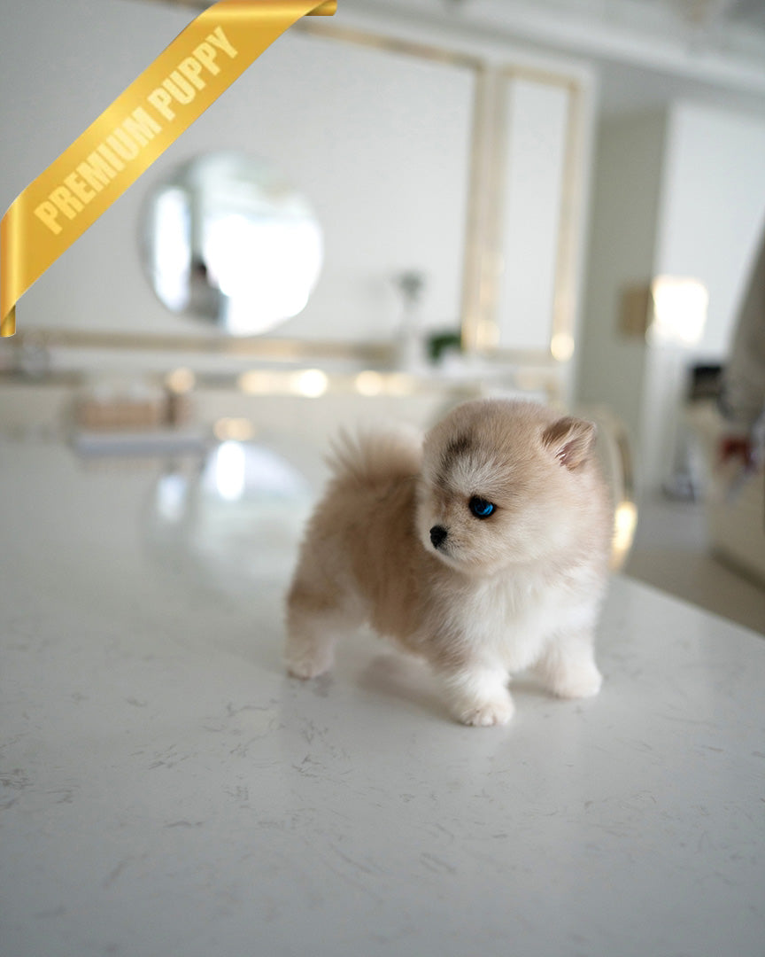 KNOX - MALE (PURCHASED by SZU) - ROLLY TEACUP PUPPIES - TEACUP PUPPY FOR SALE