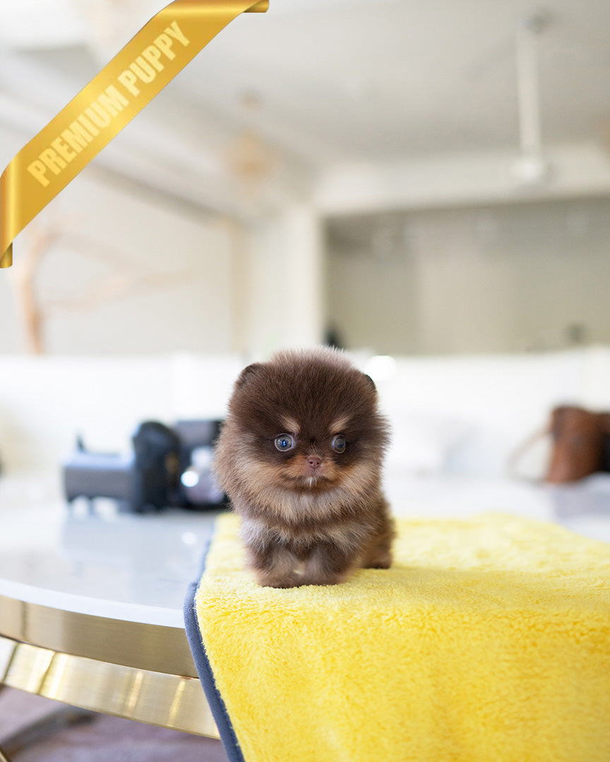 LYON - MALE (PURCHASED by EVI) - ROLLYPUPS OFFICIAL