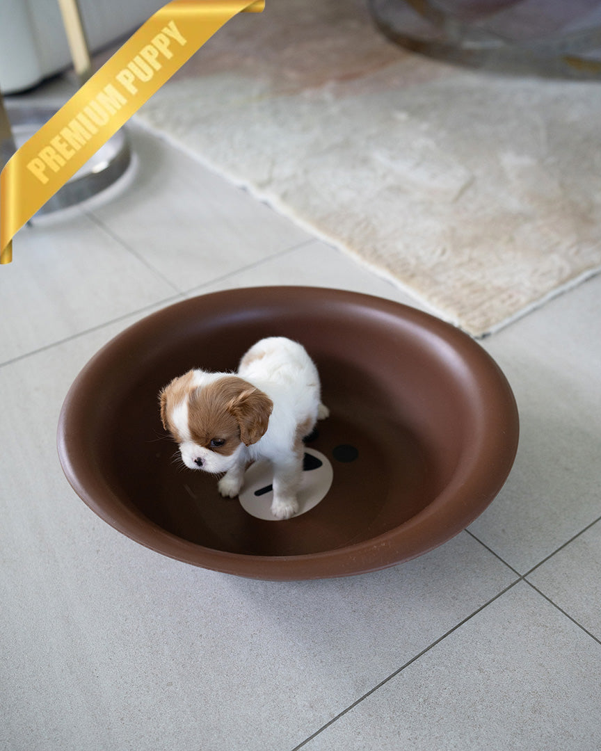 CHARLOTTE - FEMALE - ROLLY TEACUP PUPPIES - TEACUP PUPPY FOR SALE