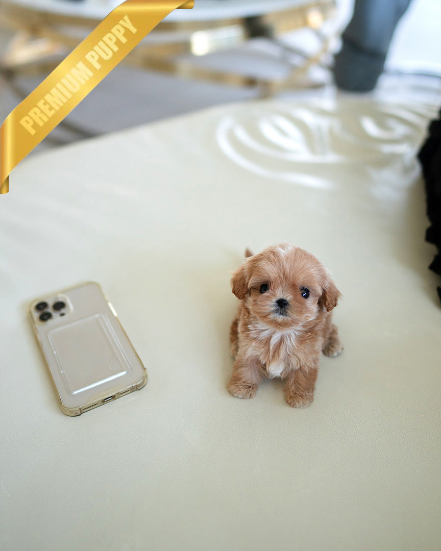 LALA - FEMALE (PURCHASED by KRISTEN) - ROLLY TEACUP PUPPIES - TEACUP PUPPY FOR SALE