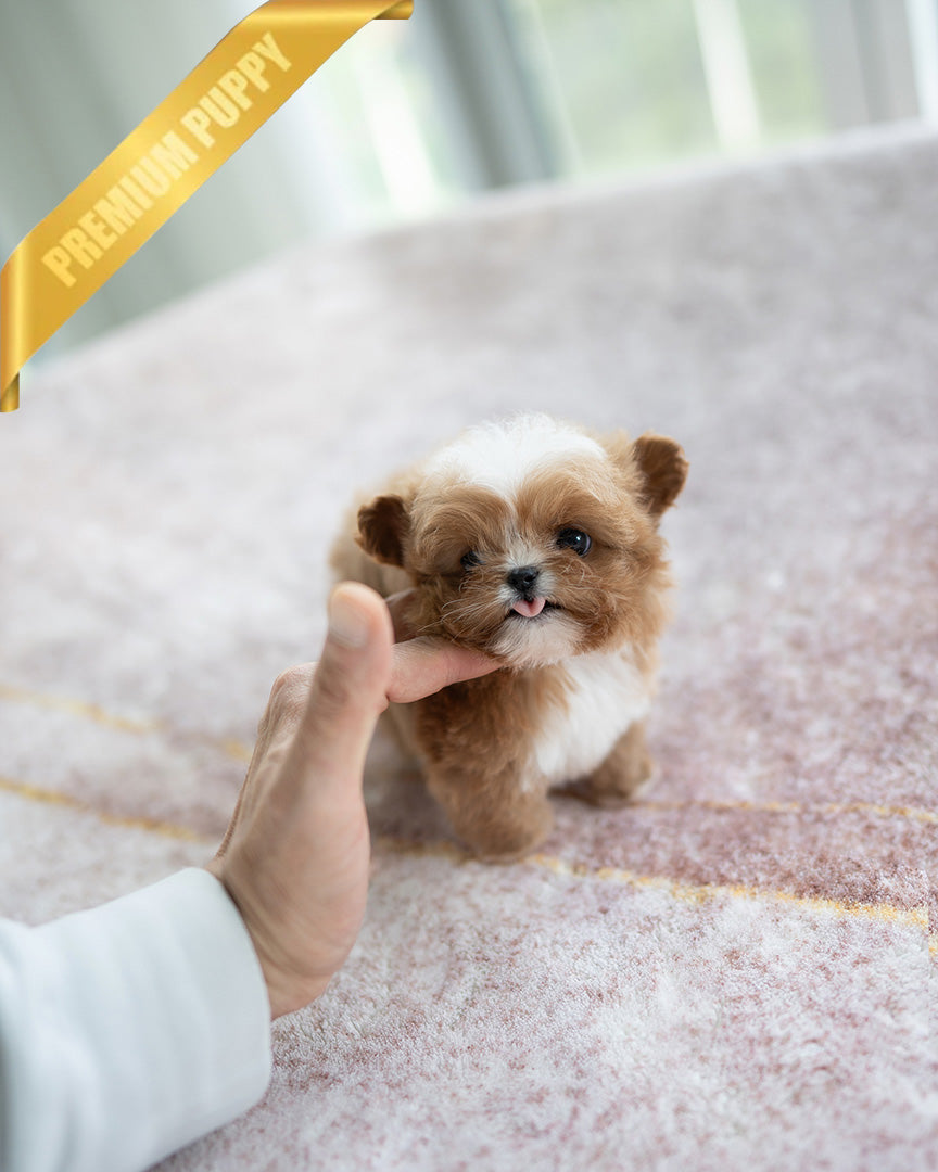 AGGIE- FEMALE - ROLLYPUPS OFFICIAL