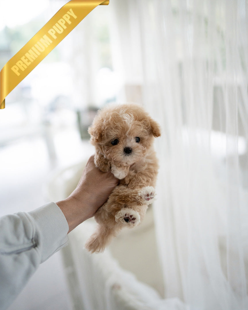 EWAN - MALE (PURCHASED by RT)