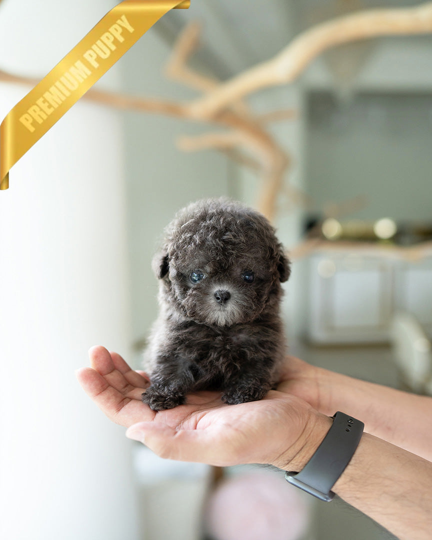 NALA - FEMALE (PURCHASED by LIN) - ROLLY TEACUP PUPPIES - TEACUP PUPPY FOR SALE