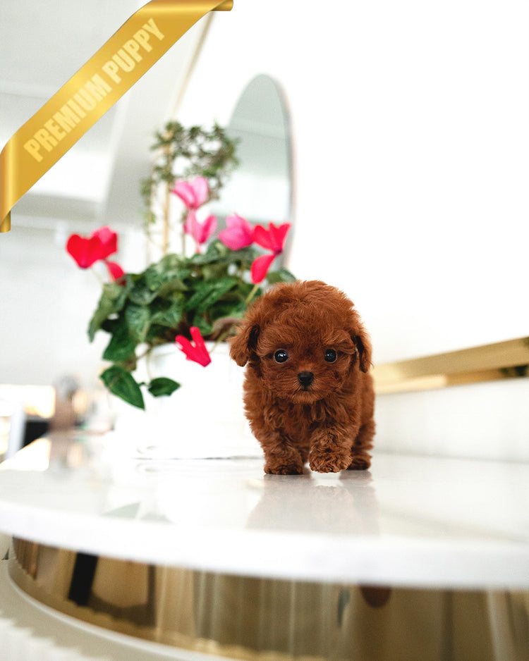 LADY - FEMALE (PURCHASED by CLAUDIA) - ROLLY TEACUP PUPPIES - TEACUP PUPPY FOR SALE