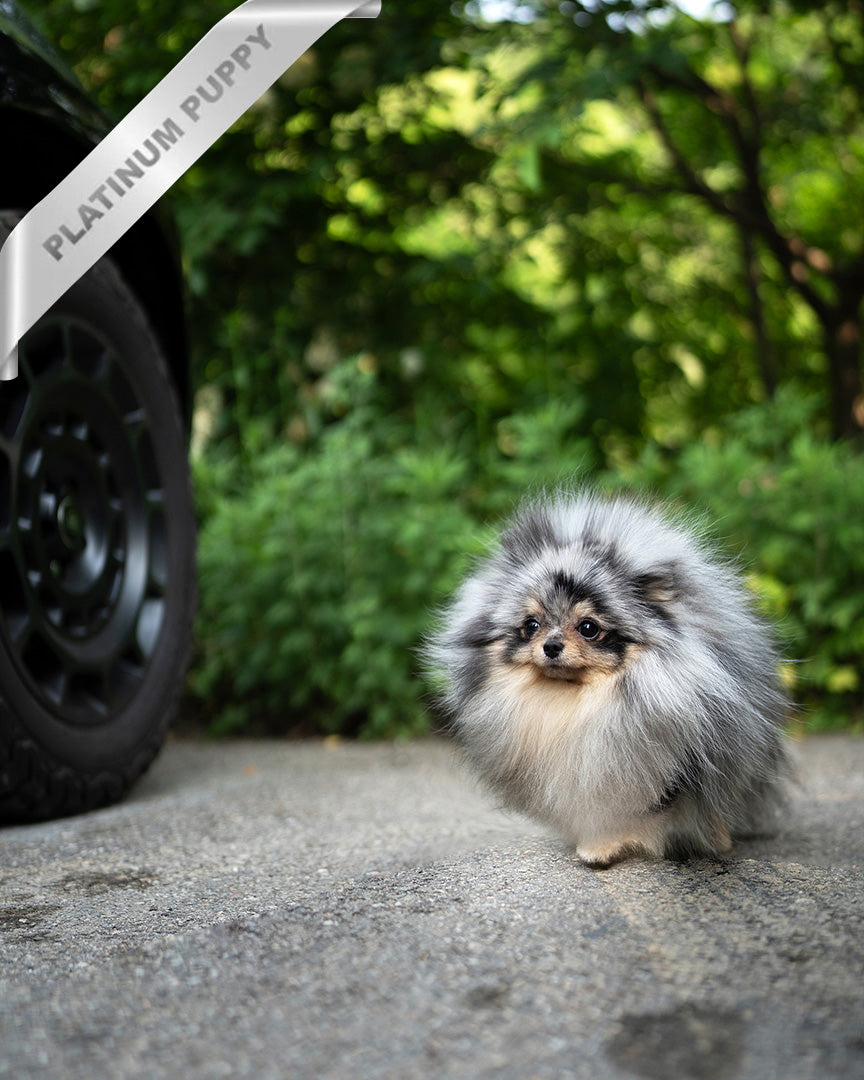 MARBLE - MALE (PURCHASED by JUNG) - ROLLY TEACUP PUPPIES - TEACUP PUPPY FOR SALE