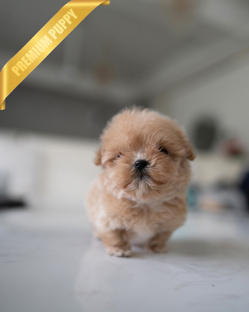 OLIVIA - FEMALE (PURCHASED by ANONYMOUS) - ROLLY TEACUP PUPPIES - TEACUP PUPPY FOR SALE