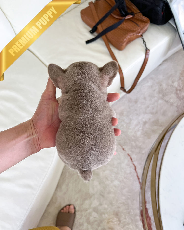 MAUVE - FEMALE (PURCHASED by ALEXIE) - ROLLY TEACUP PUPPIES - TEACUP PUPPY FOR SALE