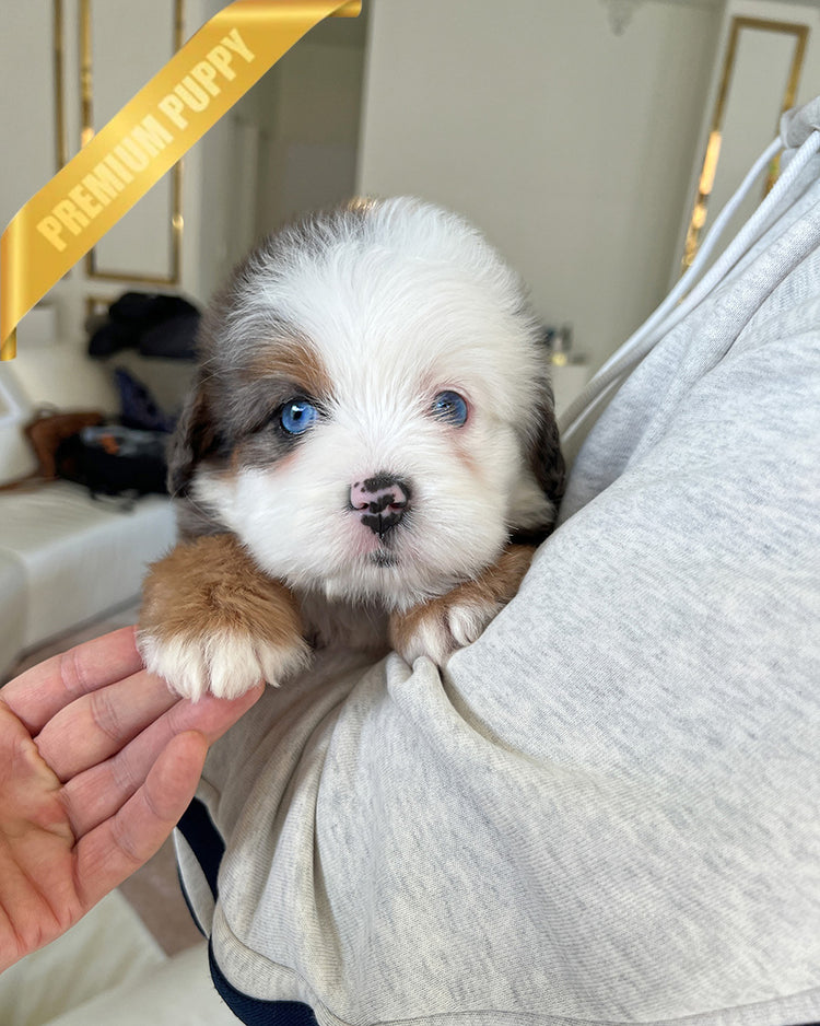 NOVA - FEMALE (PURCHASED by ANDREA) - ROLLY TEACUP PUPPIES - TEACUP PUPPY FOR SALE
