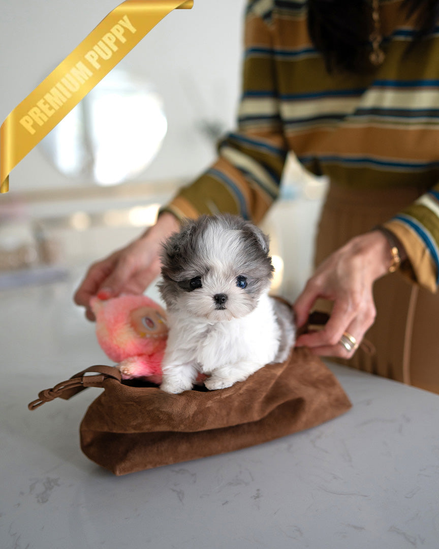 CELINE - FEMALE (RESERVED by NARINDER)