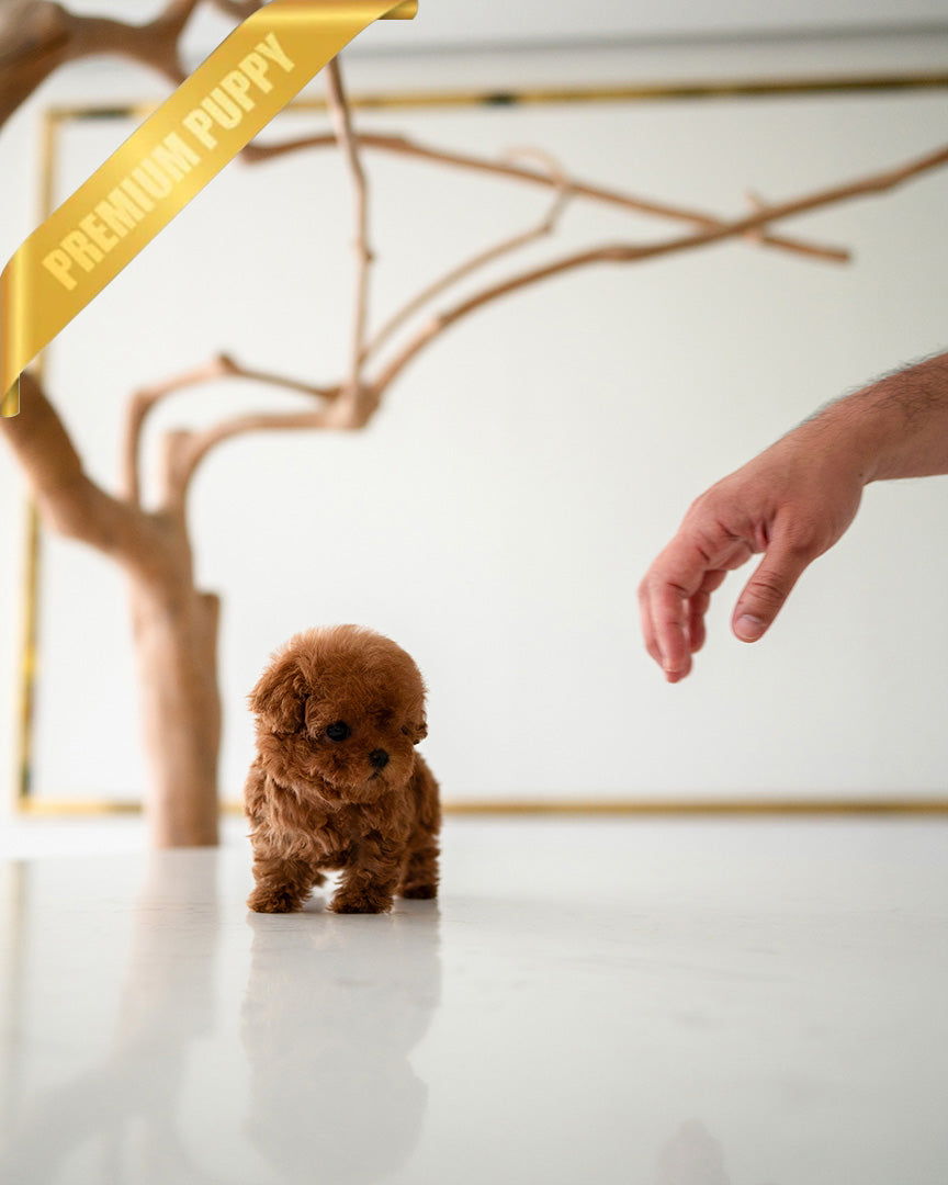 VELVET - FEMALE (PURCHASED by GUILHERME) - ROLLY TEACUP PUPPIES - TEACUP PUPPY FOR SALE