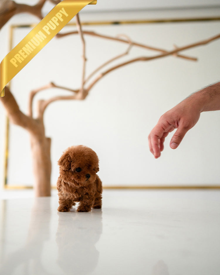 VELVET - FEMALE (PURCHASED by GUILHERME) - ROLLY TEACUP PUPPIES - TEACUP PUPPY FOR SALE