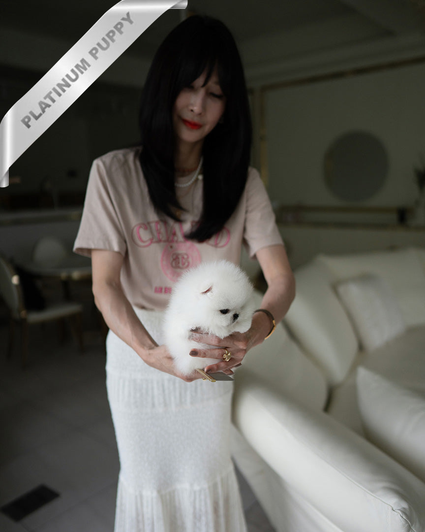 PUFFIN - FEMALE (PURCHASED by LILLIANE) - ROLLY TEACUP PUPPIES - TEACUP PUPPY FOR SALE