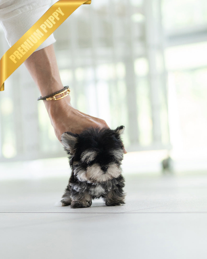 ROCKO - MALE (PURCHASED by VICKIE) - ROLLYPUPS OFFICIAL
