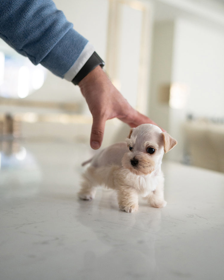 BIANCA - FEMALE (RESERVED by LOLA) - ROLLY TEACUP PUPPIES - TEACUP PUPPY FOR SALE