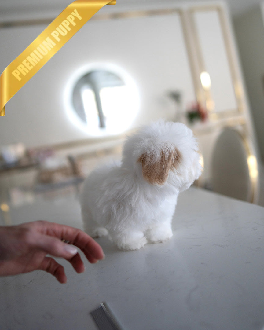 MARSHMALLOW - MALE (RESERVED by JANELLY) - ROLLY TEACUP PUPPIES - TEACUP PUPPY FOR SALE