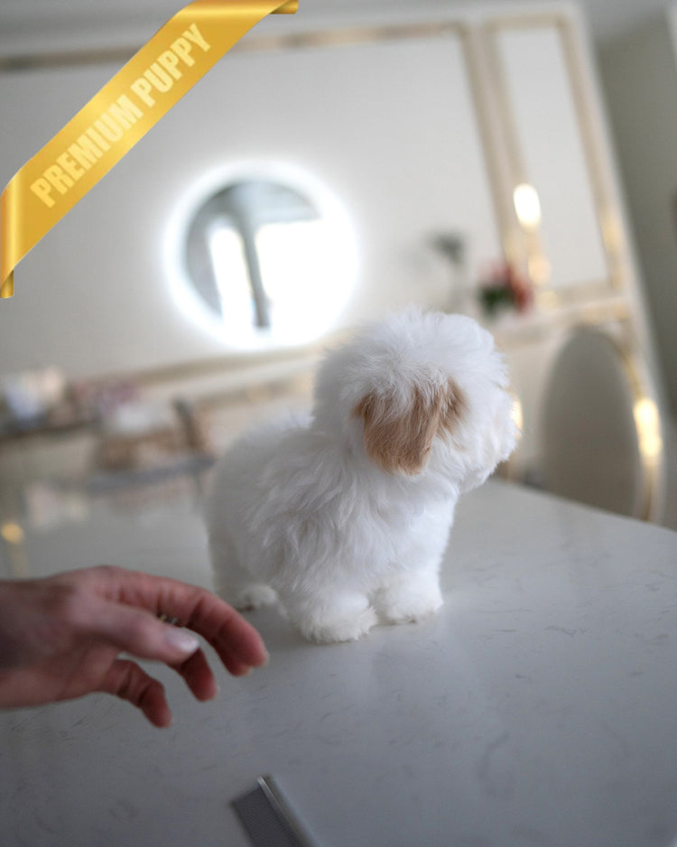 MARSHMALLOW - MALE (RESERVED by JANELLY) - ROLLY TEACUP PUPPIES - TEACUP PUPPY FOR SALE