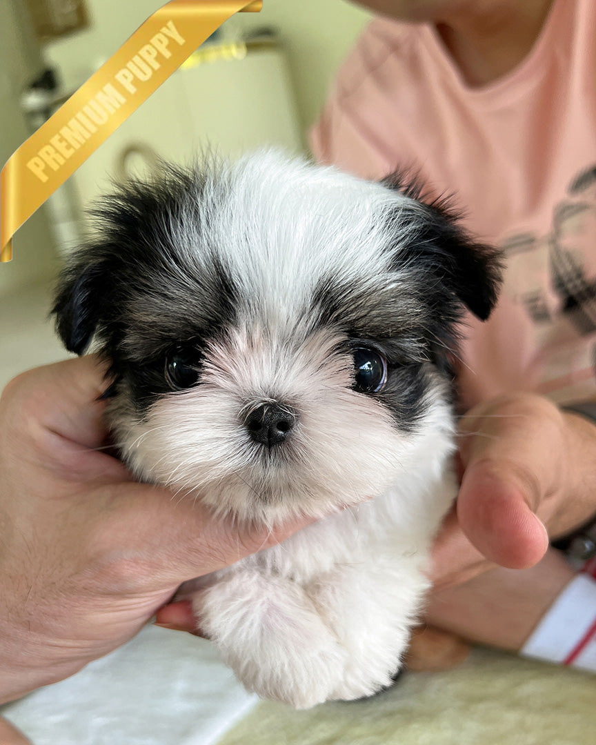 OREO - MALE - ROLLY TEACUP PUPPIES - TEACUP PUPPY FOR SALE