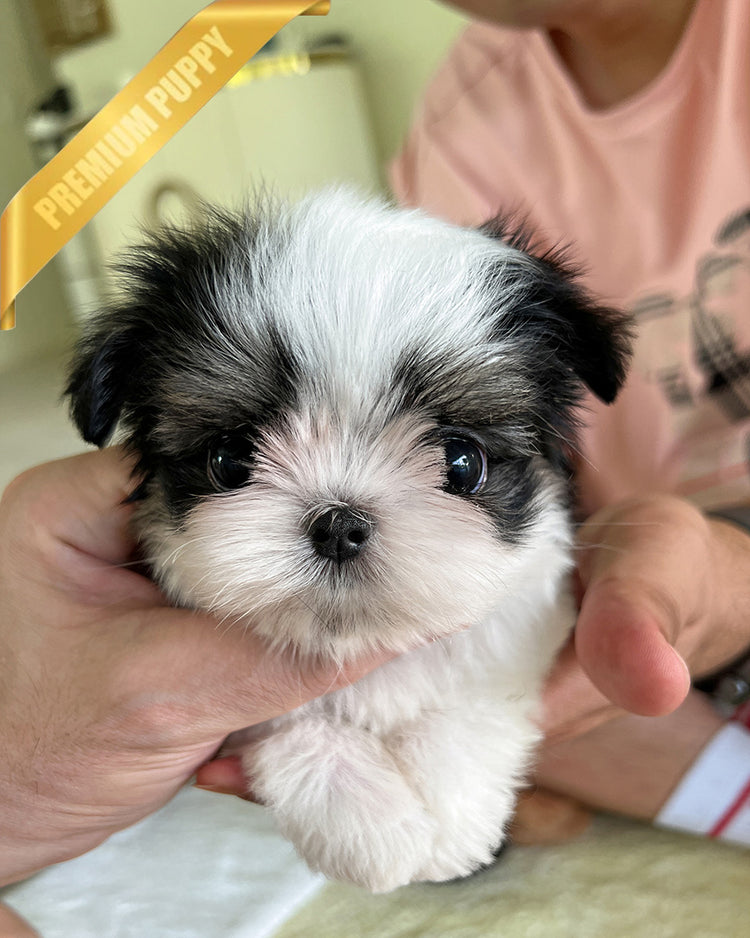 OREO - MALE - ROLLY TEACUP PUPPIES - TEACUP PUPPY FOR SALE