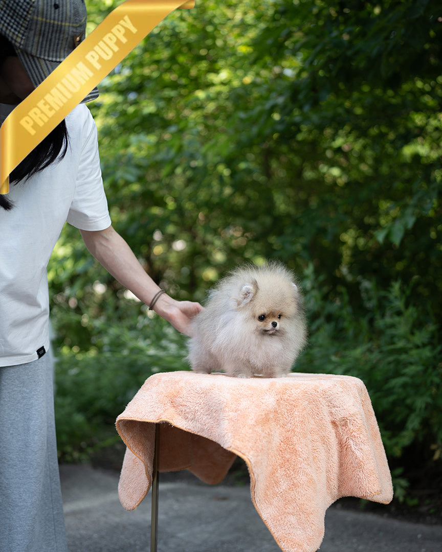 SANDY - MALE (PURCHASED by JOSELYN) - ROLLY TEACUP PUPPIES - TEACUP PUPPY FOR SALE