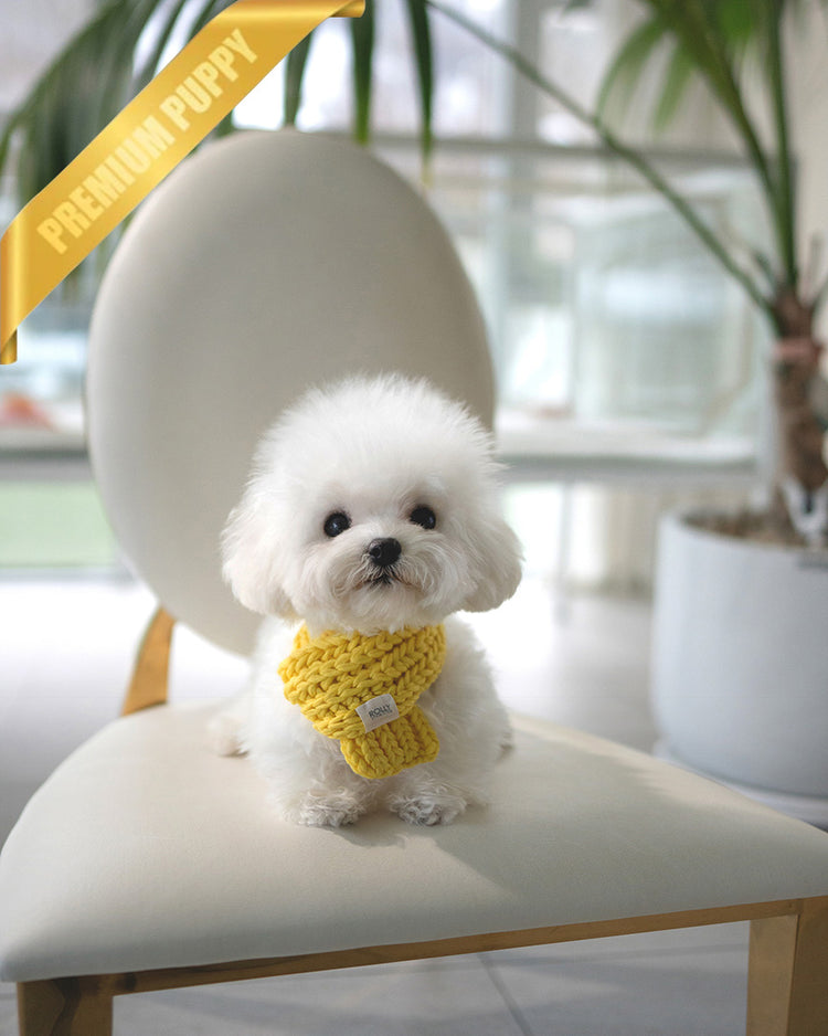 GIGI - FEMALE (PURCHASED by LAUREN) - ROLLY TEACUP PUPPIES