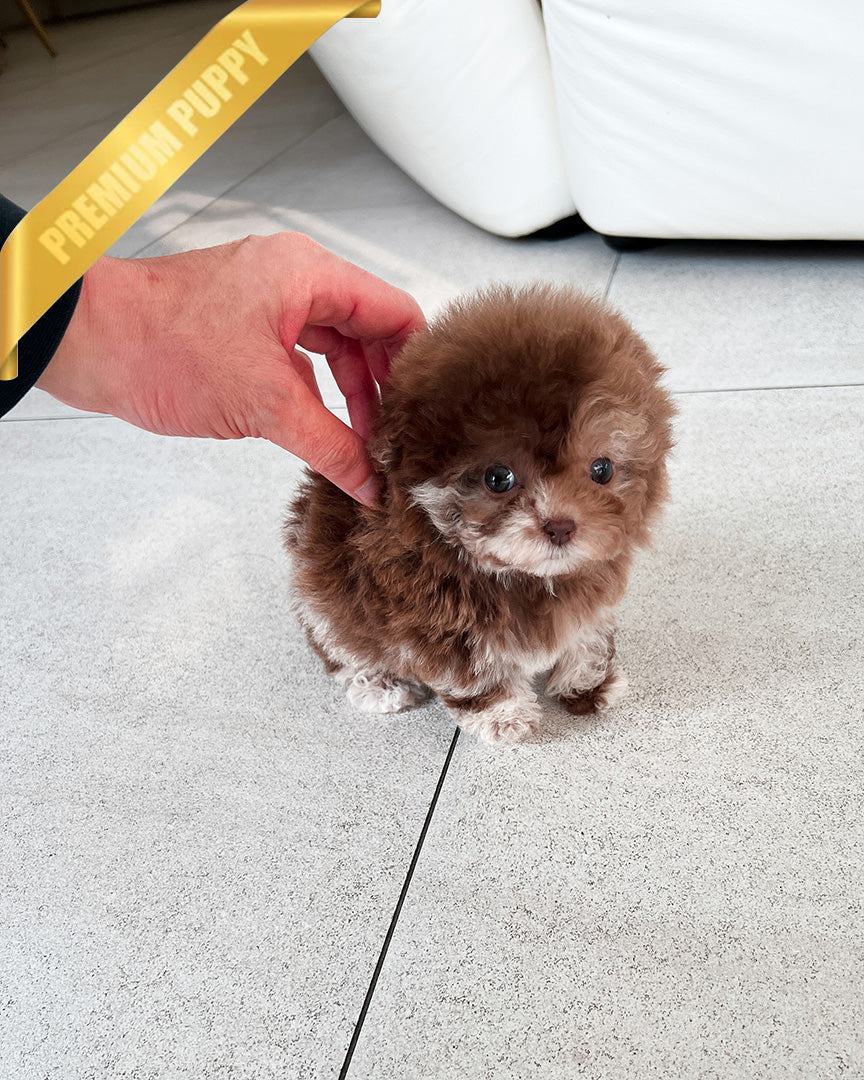 MOCHA - FEMALE(PURCHASED by CHANEL) - ROLLY TEACUP PUPPIES - TEACUP PUPPY FOR SALE