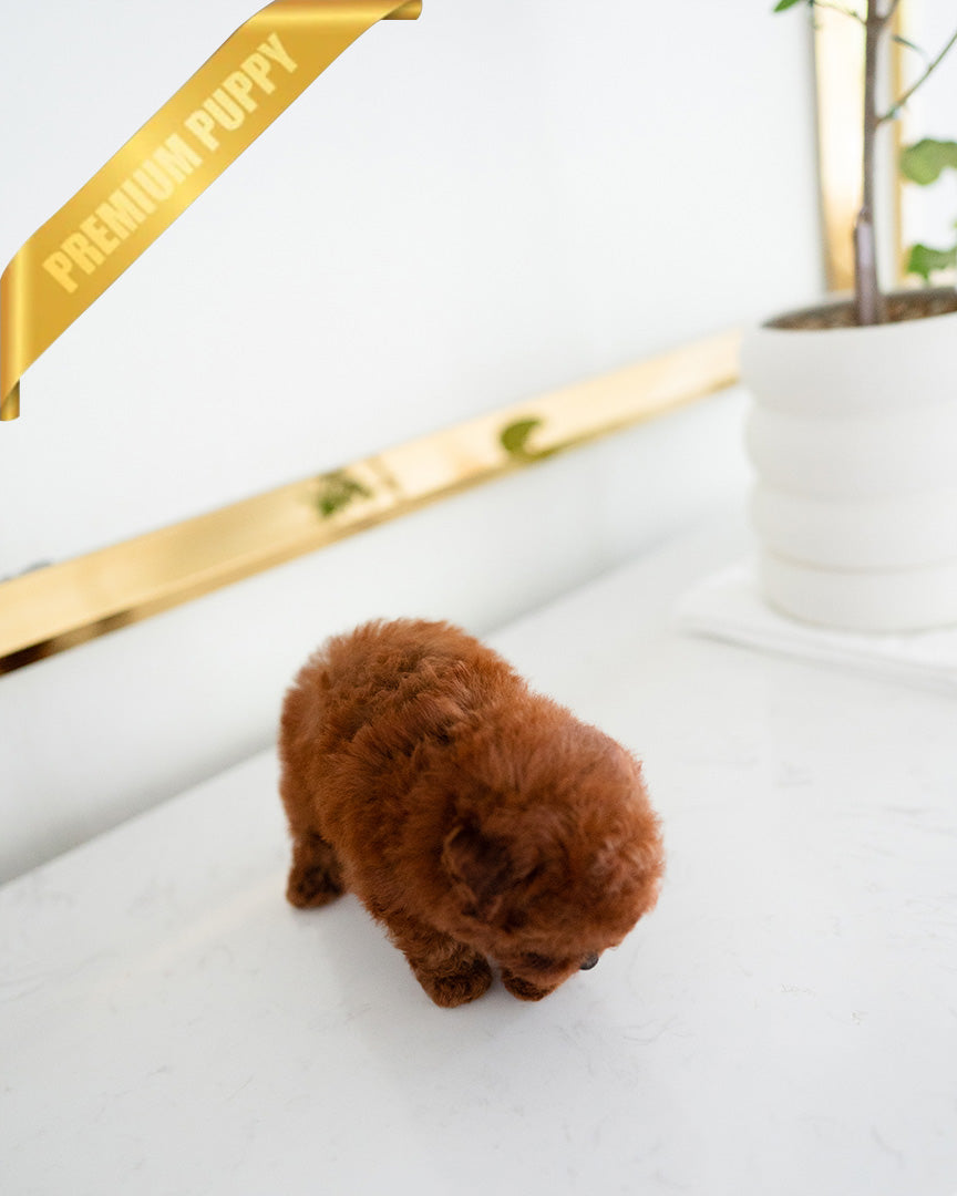 SIENNA - FEMALE (RESERVED by SARA) - ROLLY TEACUP PUPPIES - TEACUP PUPPY FOR SALE