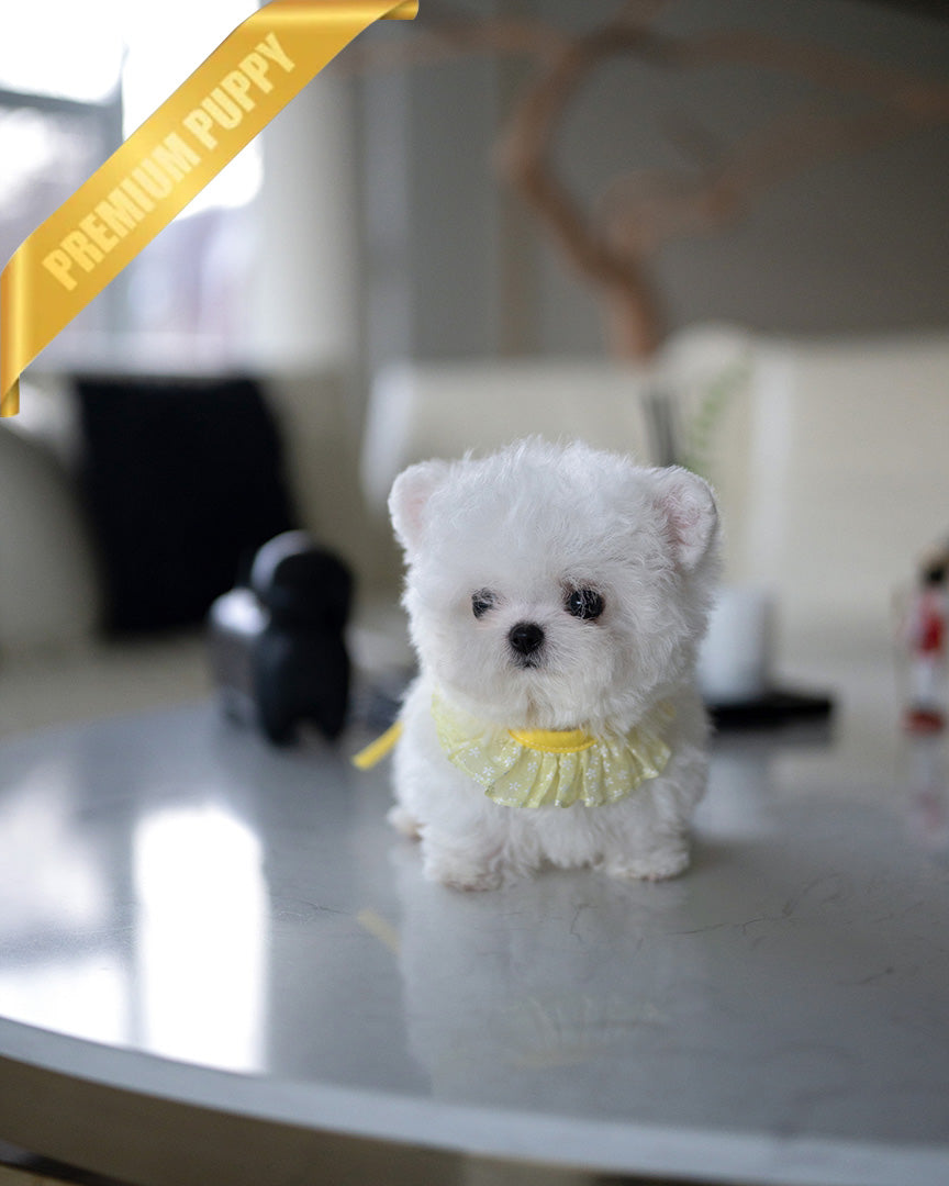 DUSTIN - MALE (PURCHASED by JAMES) - ROLLY TEACUP PUPPIES -