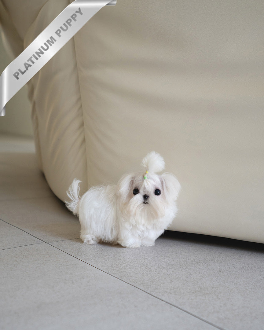 BENTLEY - MALE (PURCHASED by LILLIAN) - ROLLY TEACUP PUPPIES - TEACUP PUPPY FOR SALE