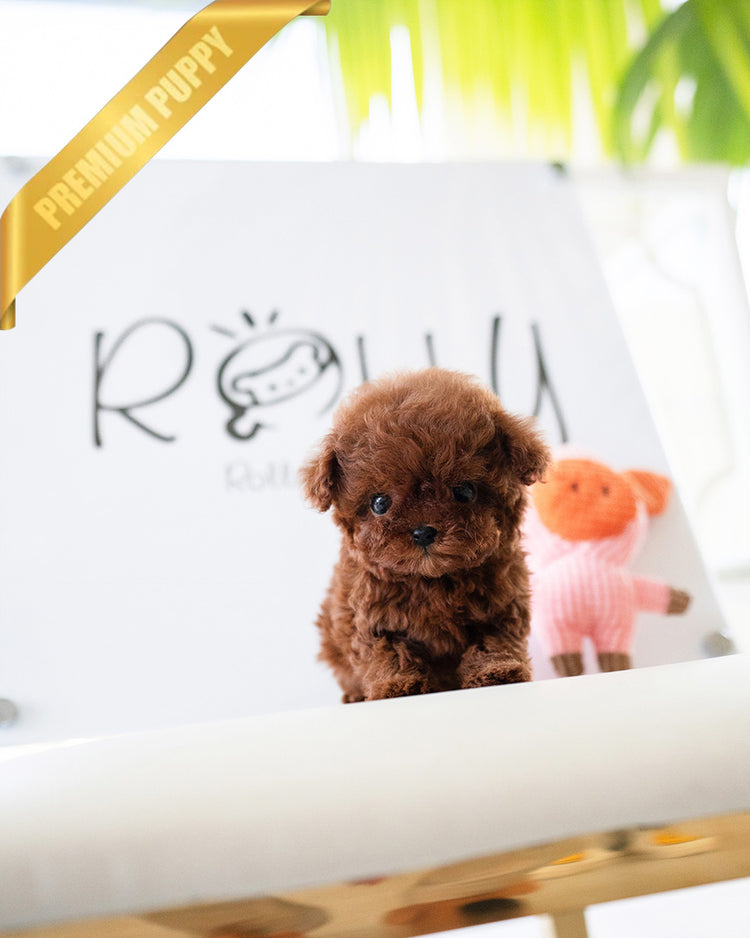 TIPPY - FEMALE (PURCHASED by COURTNEY) - ROLLY TEACUP PUPPIES - TEACUP PUPPY FOR SALE