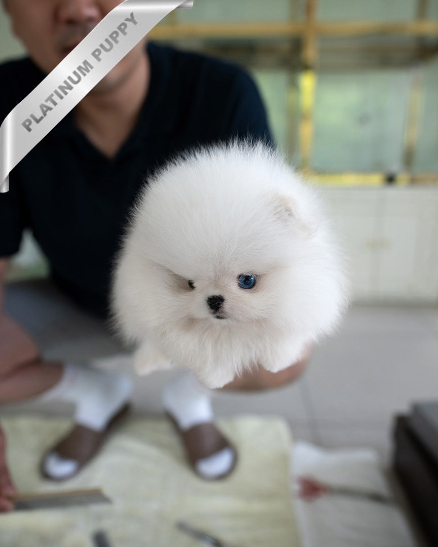 KYLE - MALE - ROLLY TEACUP PUPPIES - TEACUP PUPPY FOR SALE